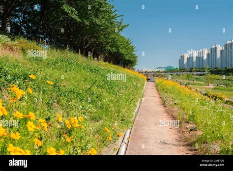 สวนสาธารณะ Anyangcheon! อASIS VERDE ที่สมบูรณ์แบบในตัวเมือง Anyang